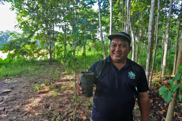 Employee from the MESCOT reforestation initiative showing a sapling in Sabah, Malaysia