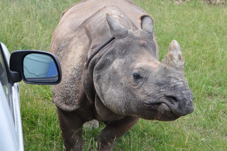 rhino and car