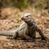 Rhinoceros iguana
