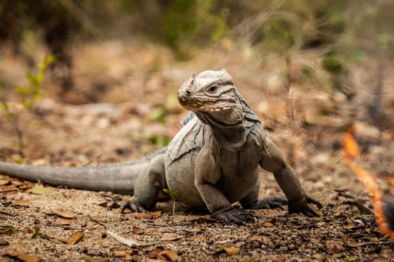 Rhinoceros iguana