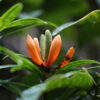 Getting plant species on the Red List often leads to greater habitat protections and conservation funding. Image by Rhett A. Butler/Mongabay.