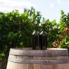 Wine bottles in a vineyard.