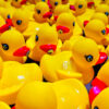 Rubber duckies