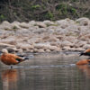 Ruddy ducks in East Rapti River next to the protected Chitwan National Park.