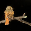 The Ruddy-tailed Flycatcher (Terenotriccus erythrurus) is a common species that forages on insects in the forest understory (an understory insectivore). Image courtesy of Dr. John Whitelaw.
