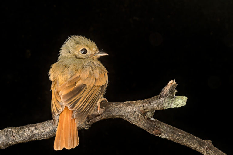 The Ruddy-tailed Flycatcher (Terenotriccus erythrurus) is a common species that forages on insects in the forest understory (an understory insectivore). Image courtesy of Dr. John Whitelaw.