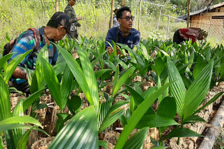 Sumber Makmur Farmers’ Collective's seed nursery.