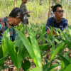 Sumber Makmur Farmers’ Collective's seed nursery.