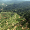 Deforestation for oil palm in Malaysia.