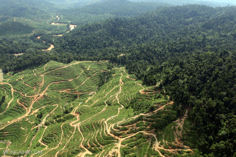 Deforestation for oil palm in Malaysia.