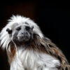 A cotton-top tamarin.