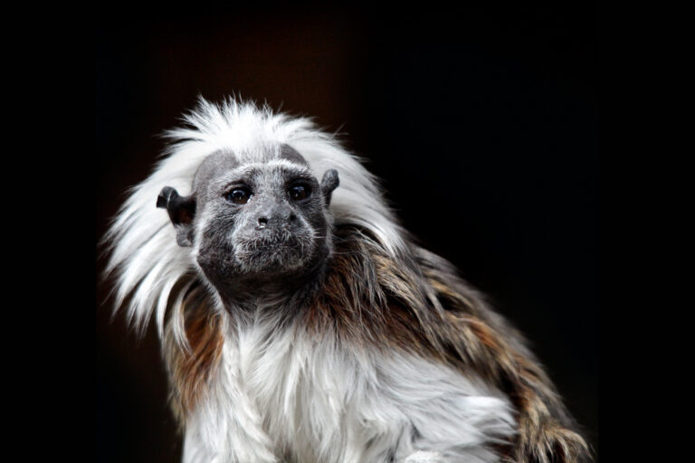 A cotton-top tamarin.