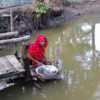 A woman in Satkhira washes dishes in a pond.