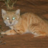 The sand cat’s exceptional hearing helps the species hunt in the desert at night. Here, a sand cat was caught on camera with a meal clutched in its mouth.