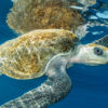 A sea turtle in the ocean.