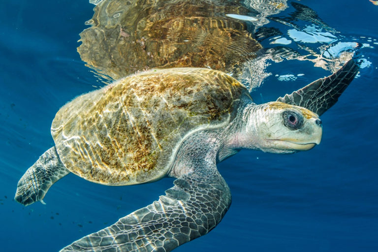 A sea turtle in the ocean.