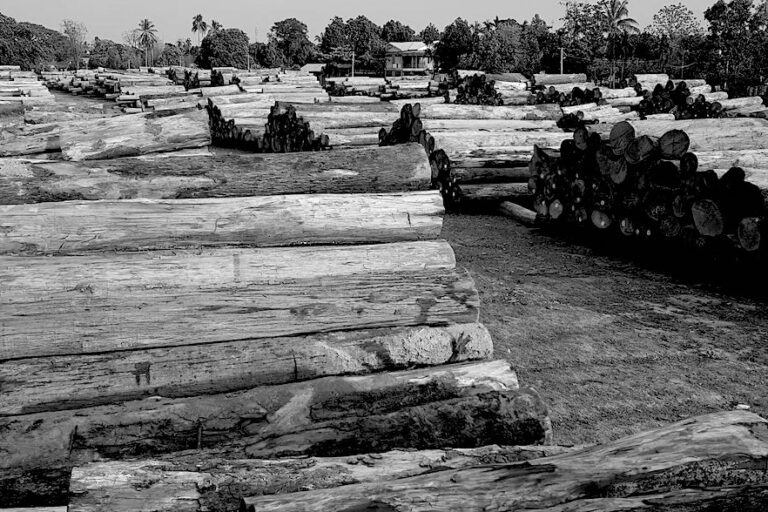 Seized teak logs in Myanmar, 2020. Image courtesy of Environmental Investigation Agency.