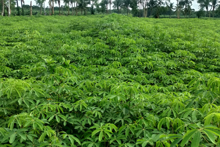 A red silk-cotton plantation.
