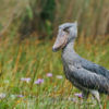 Shoebills are one of the endangered species that rely on Lake Victoria in Uganda. Image by Emilie Chen via Flickr (CC BY-ND 2.0).