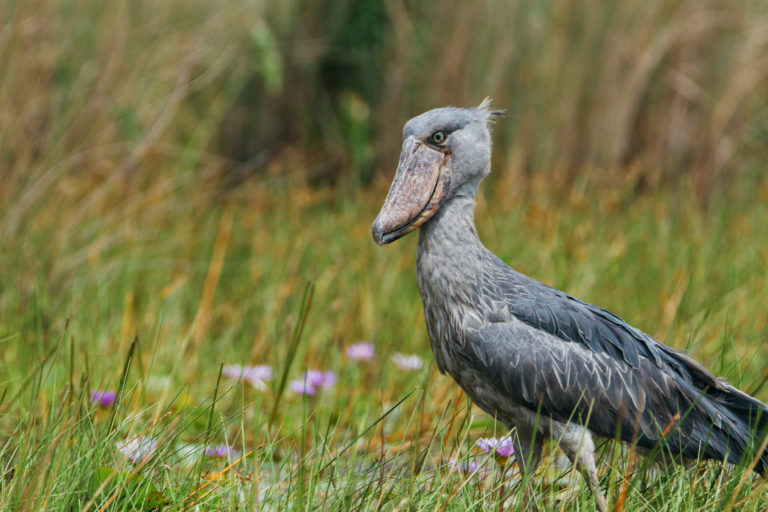 Shoebills are one of the endangered species that rely on Lake Victoria in Uganda. Image by Emilie Chen via Flickr (CC BY-ND 2.0).