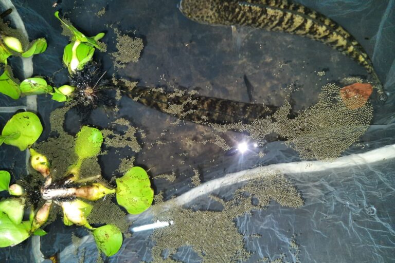 Two striped snakeheads mating.