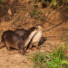 Representative image of smooth-coated otters.