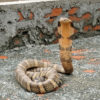 A king cobra in Nepal.
