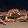 A snow crab.
