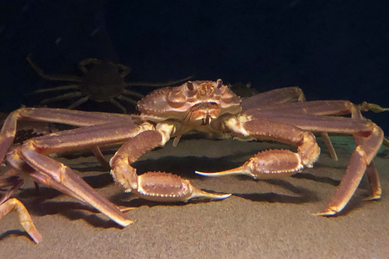 A snow crab.
