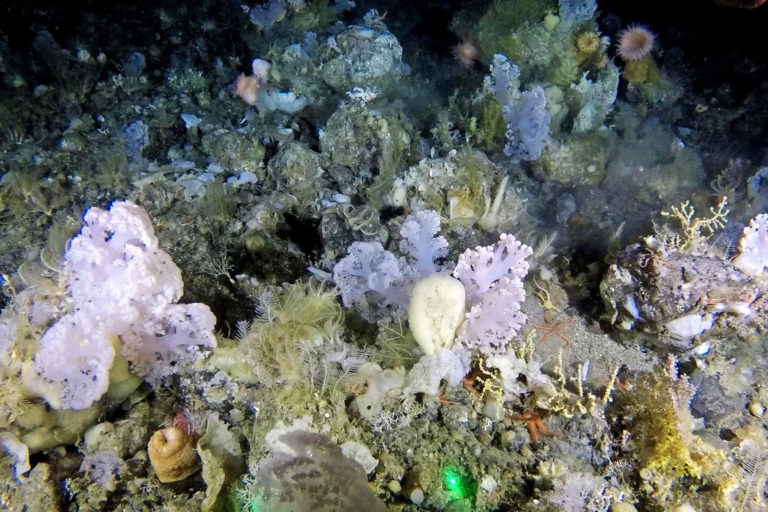 A soft coral garden in west Greenland.