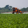 The successful use of microorganisms in the production of soybeans is driving R&D for the development of bioproducts focused on different crops. Image by Bruno Kelly/Greenpeace.