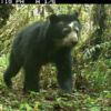 A spectacled bear (Tremarctos ornatus), also known as the Andean bear.