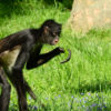 A Geoffroy's spider monkey.