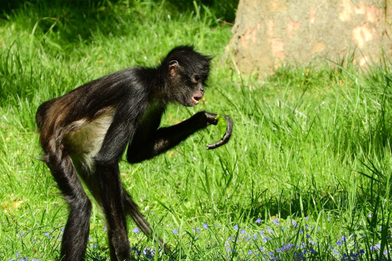 A Geoffroy's spider monkey.