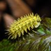 Spiky yellow woodlouse. Image courtesy of www.sainthelenaisland.info