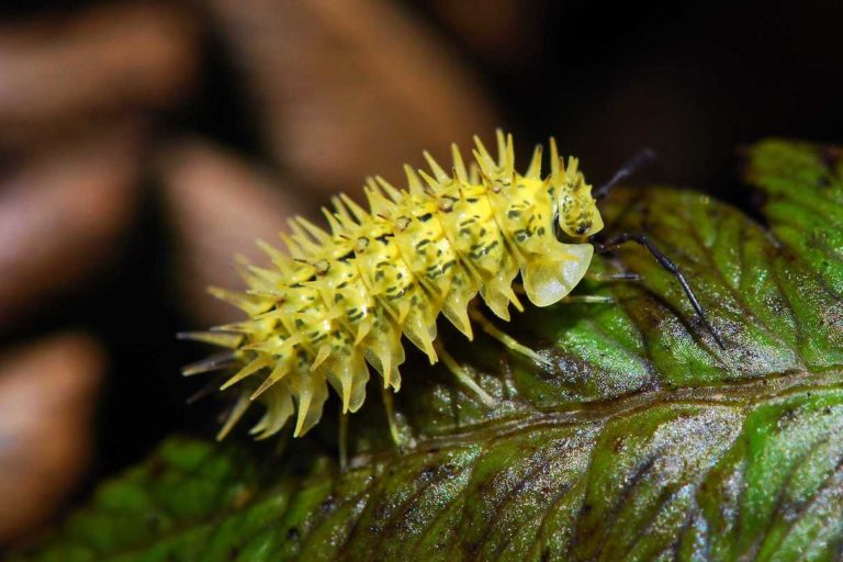 Spiky yellow woodlouse. Image courtesy of www.sainthelenaisland.info