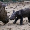The newborn rhino calf with her mother, Ratu, at the Sumatran Rhino Sanctuary in Way Kambas, Indonesia.