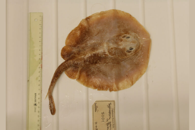 A Java stingaree