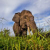 A Sumatran elephant in South Sumatra.