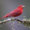 A summer tanager (Piranga rubra).