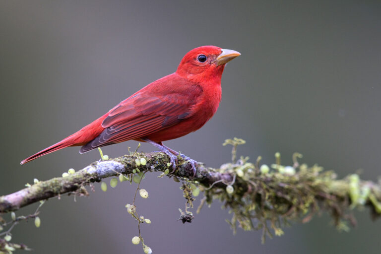 A summer tanager (Piranga rubra).