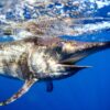 Swordfish off the Florida Coast. Image courtesy of Woods Hole Oceanographic Institution.