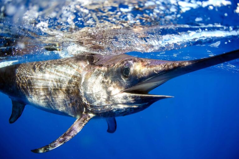 Swordfish off the Florida Coast. Image courtesy of Woods Hole Oceanographic Institution.