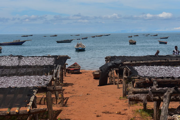 Drying fish on raised racks instead of the sand reduced the fish waste, a success of the UN Food and Agricultural Organization (FAO). Photo by Robert Bociaga for Mongabay.