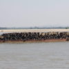 A barge transports teak logs