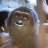 Bua Noi in her enclosure