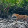 A tiger in the Sundarbans.