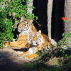 tigers in a zoo