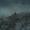 A toucan in a tropical rainforest.