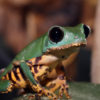 A tiger-legged monkey tree frog.